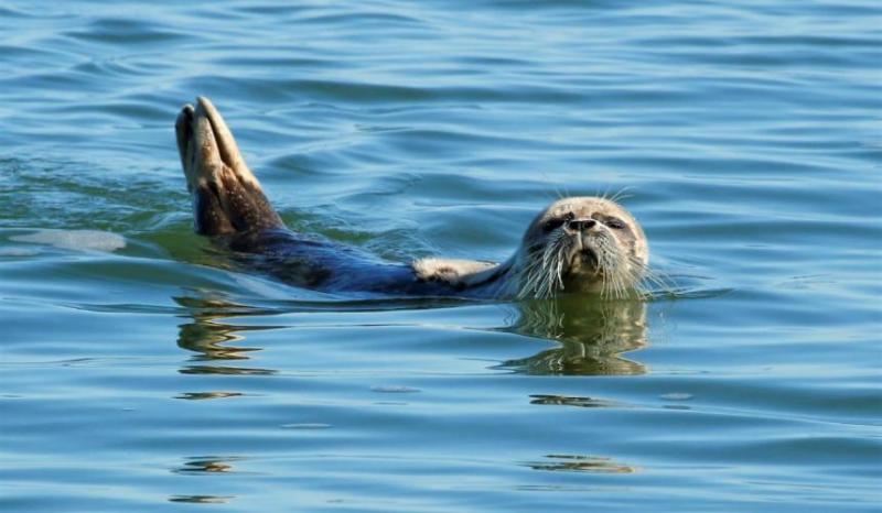 Акцию по спасению каспийских тюленей провели в Актау