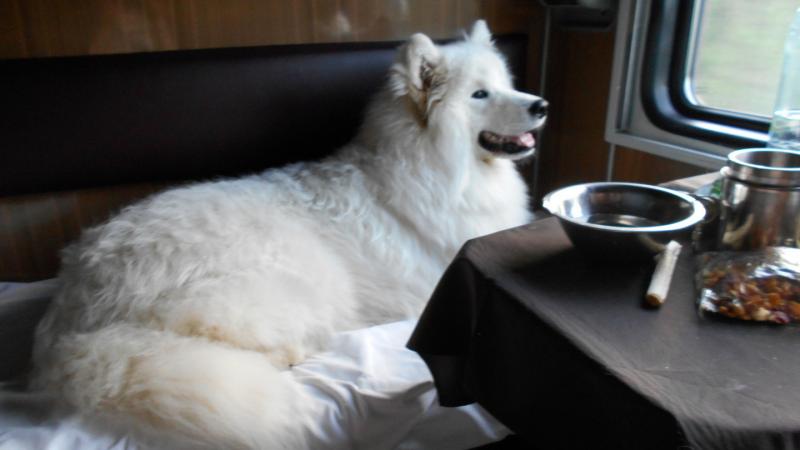 Жануарларды пойызда алып жүру тәртібі қандай?