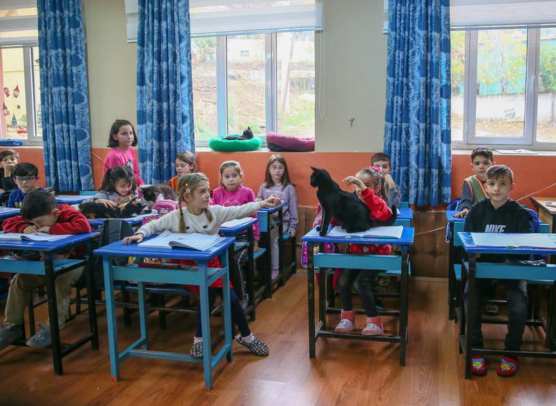 Братья меньшие: в Измире появилась "Школа с лапками"
