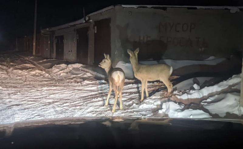 Дикие животные стали часто появляться в Петропавловске