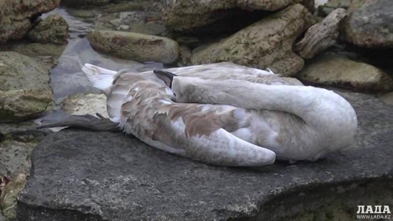 Почти 1000 туш: лебеди продолжают гибнуть в Мангистауской области