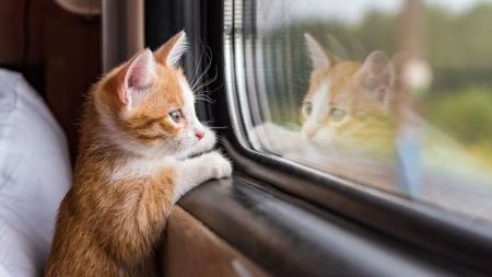 В КТЖ напомнили об условиях перевозки домашних животных в поездах 