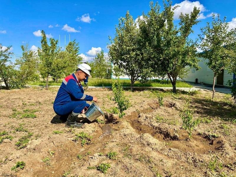 Қаражанбас жұмысшылары мұнай да өндіреді, бау-бақша да өсіреді