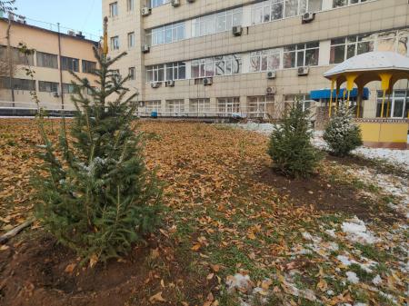 Тянь-шаньские ели посадили сотрудники Алматинского отделения ГП