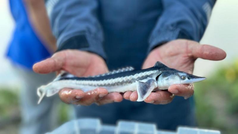 КазТрансОйл выпустил более 52 000 осетровых в реку Кигаш