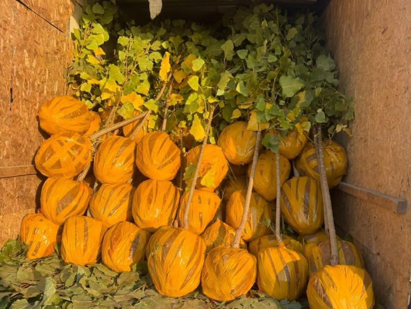 Работники АлЭС высадили 600 деревьев в рамках акции «Таза Қазақстан»