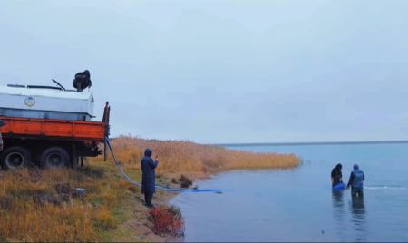 Усть-Каменогорская ГЭС выпустила в Шульбинское водохранилище более 60 тысяч мальков сазана