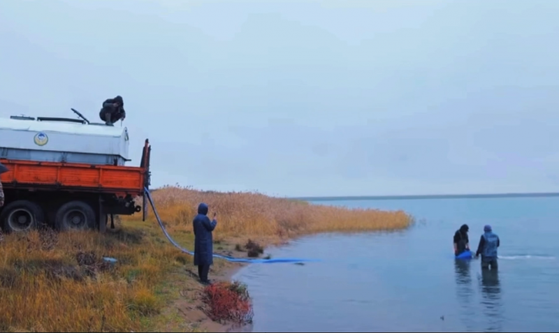 Работники Усть-Каменогорской ГЭС выпустили в Шульбинское водохранилище более 60 тысяч сеголеток сазана