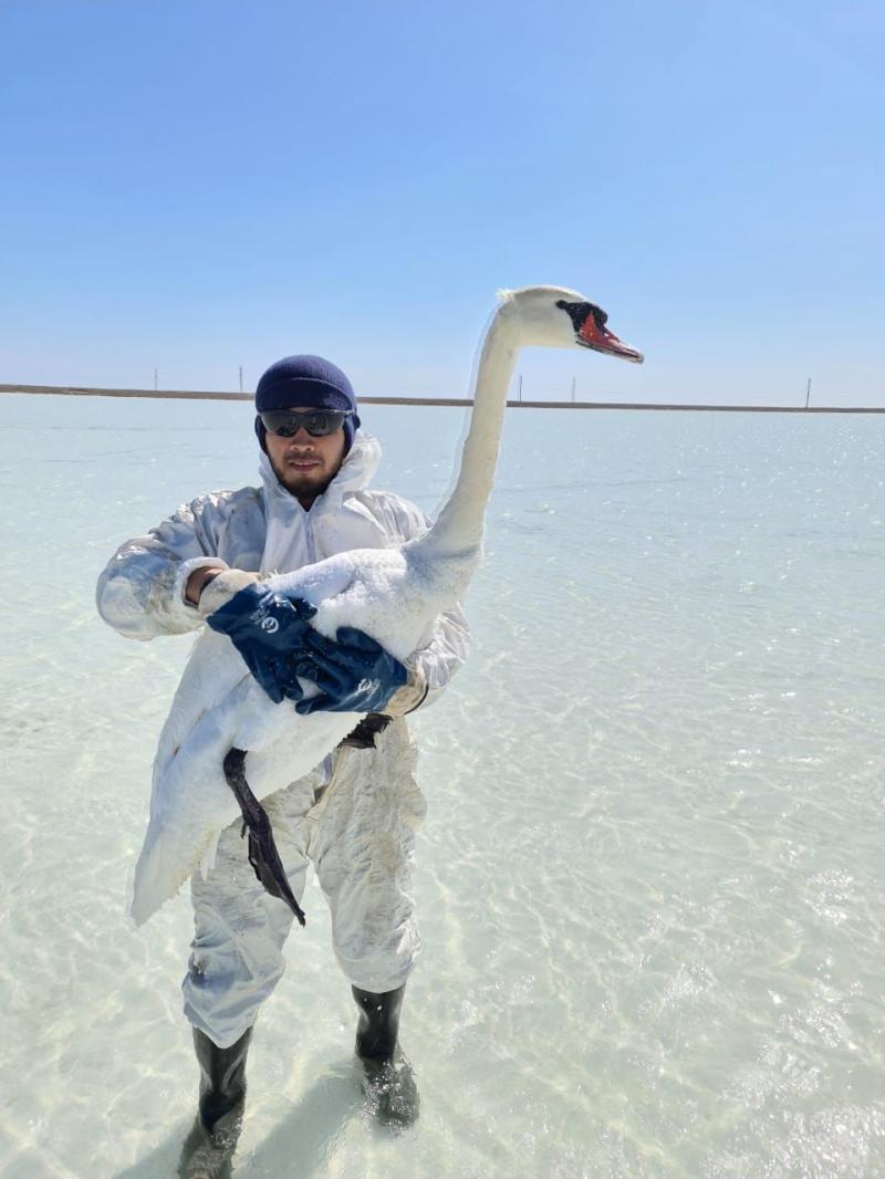 Нефтяники Кошкара спасли несколько пар лебедей 