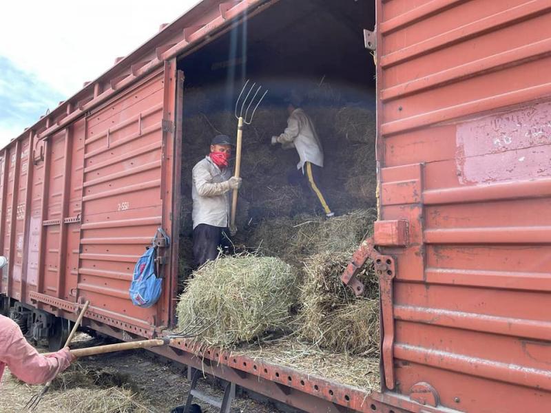 В Мангистаускую область отправлена очередная партия вагонов с сеном