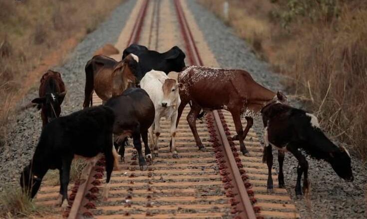 830 раз поезда КТЖ экстренно тормозили из-за животных на путях