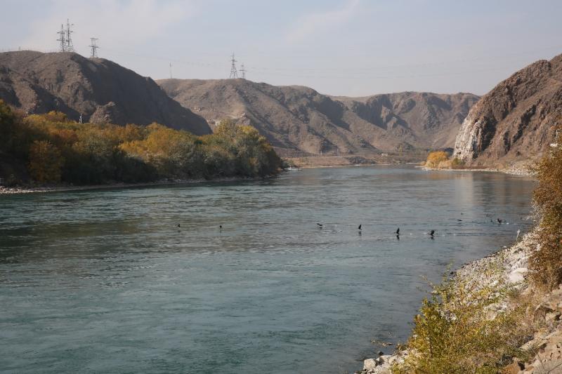 Из года в год: бакланы активно заселяют Капшагайскую ГЭС