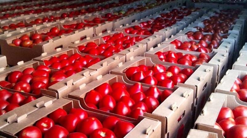 150 тонн помидоров - подарок к 30-летию Независимости для жителей Мангистау