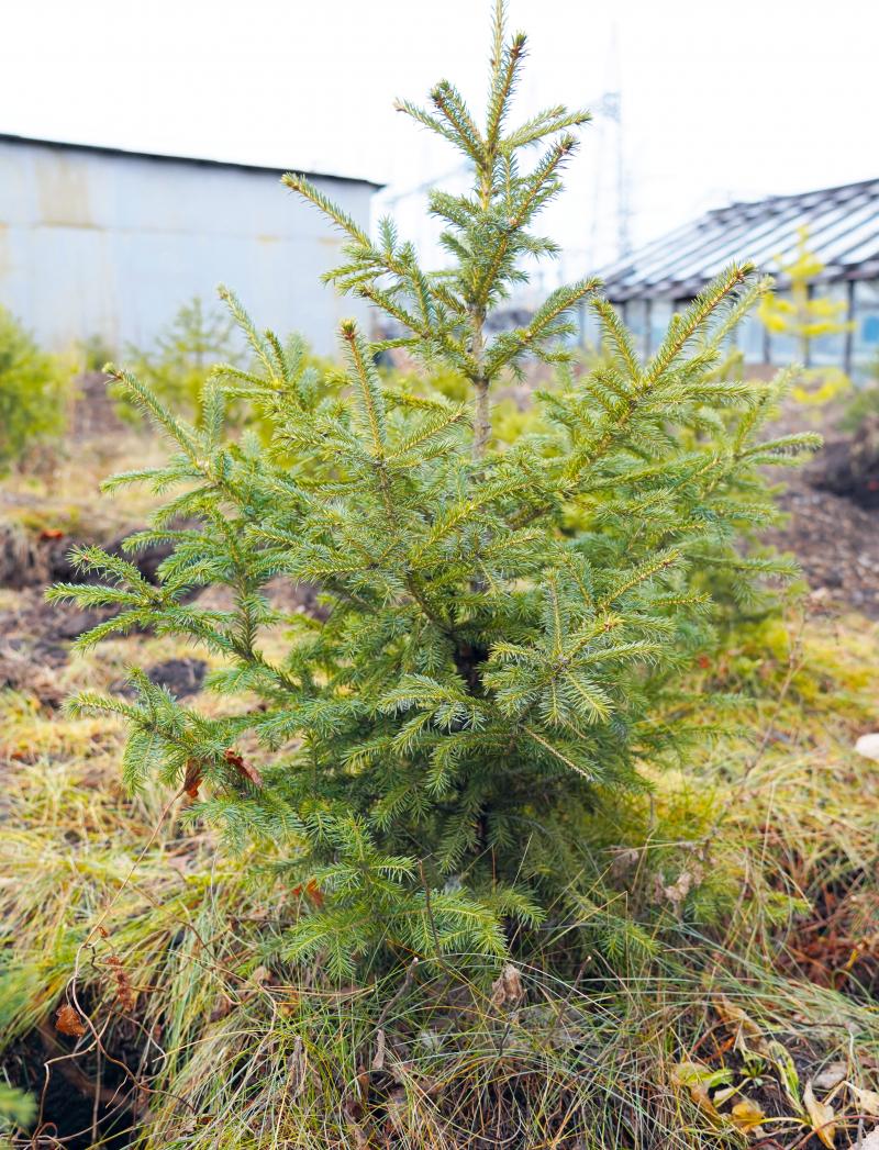 Зеленый пояс завода