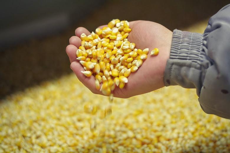 1300 тонн кукурузы доставлено в Китай из Казахстана по железной дороге