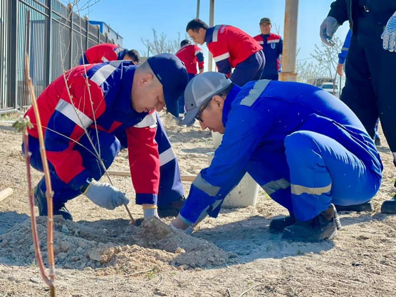 Көшет отырғызу – көптің ісі