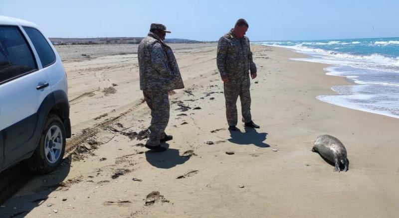 В Мангистау в районе морпорта Форт-Шевченко обнаружены туши мертвых тюленей
