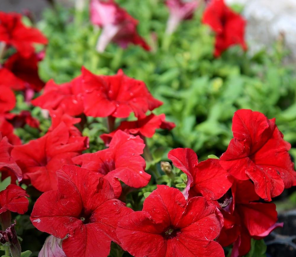 Фото пресс-службы Богатырь Комир