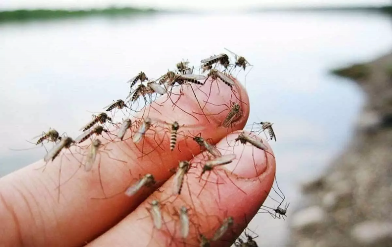Комара в Атырау изживут как класс