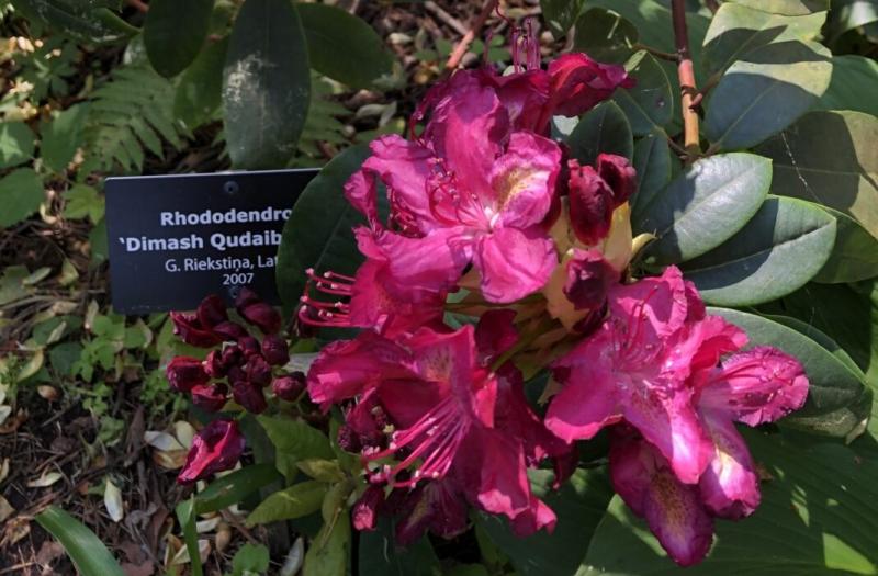 «Dimash Qudaibergen» родендрон сұрыбы Нұр-Сұлтандағы Ботаникалық баққа беріледі